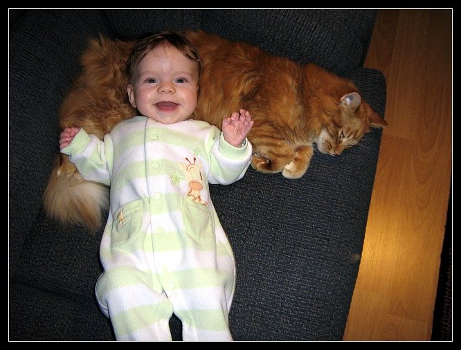 My cat pillow.